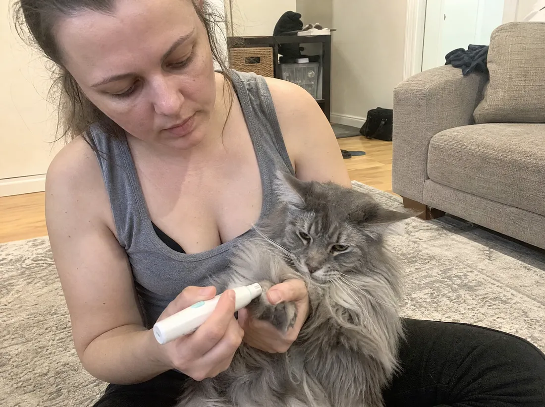 Woman trimming a fluffy Maine Coon's claws at home with a nail grinder